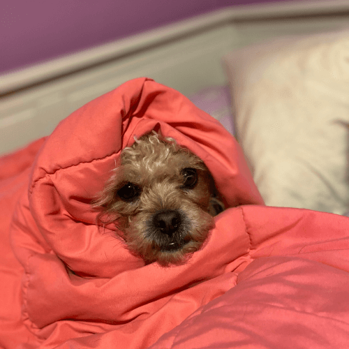 dog cuddled in blanket